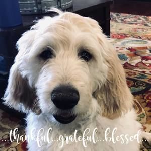 Meet your Posher, Kara